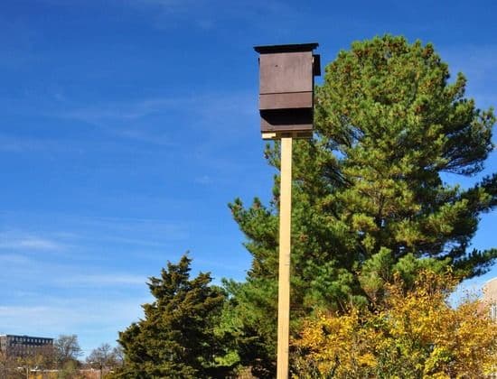 Building Bat Habitats With Residents of Goodwin House Bailey’s Crossroads